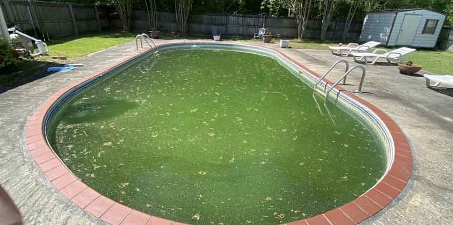 Pool before service: green algae-filled water